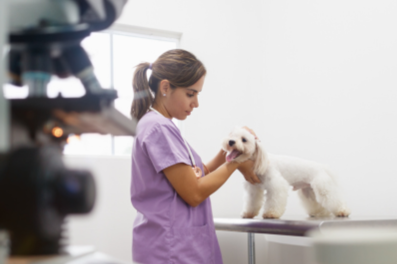 Veterinária atendiendo a un perro