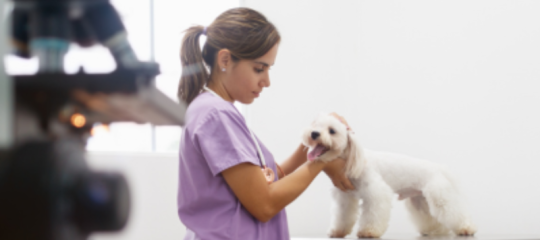 Imagen-curso Veterinária atendiendo a un perro