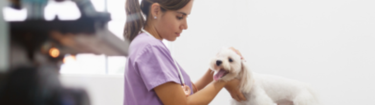Veterinária atendiendo a un perro