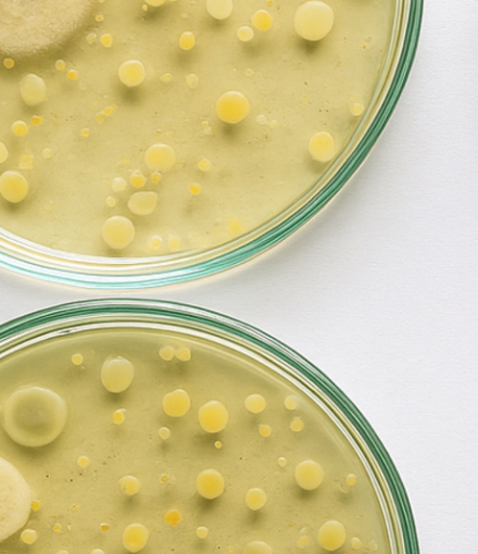 antibioticoterapia_slider